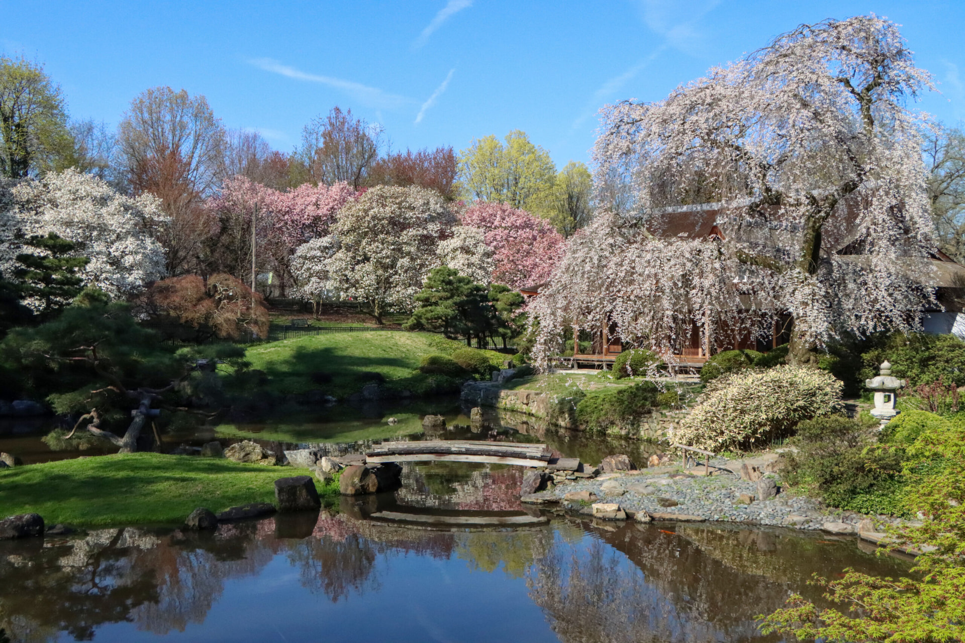 Shofuso Japanese garden with cherry blossoms reflected in a quiet pond